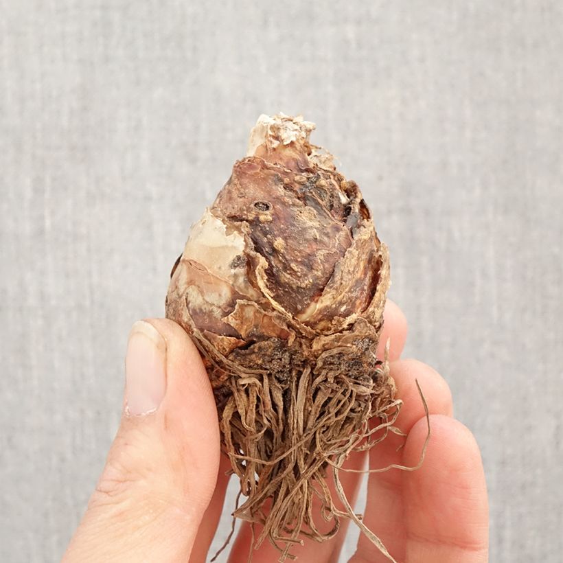 Exemplar von Eucomis bicolor Alba - Schopflilie Zwiebel Kaliber/Größe 16+ wie im Frühjahr geliefert