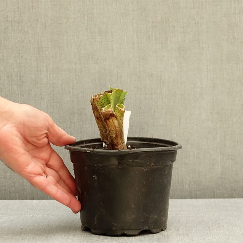Exemplar von Eucomis bicolor - Schopflilie Topf mit 2L/3L Kaliber/Größe 16/18 wie im Herbst geliefert