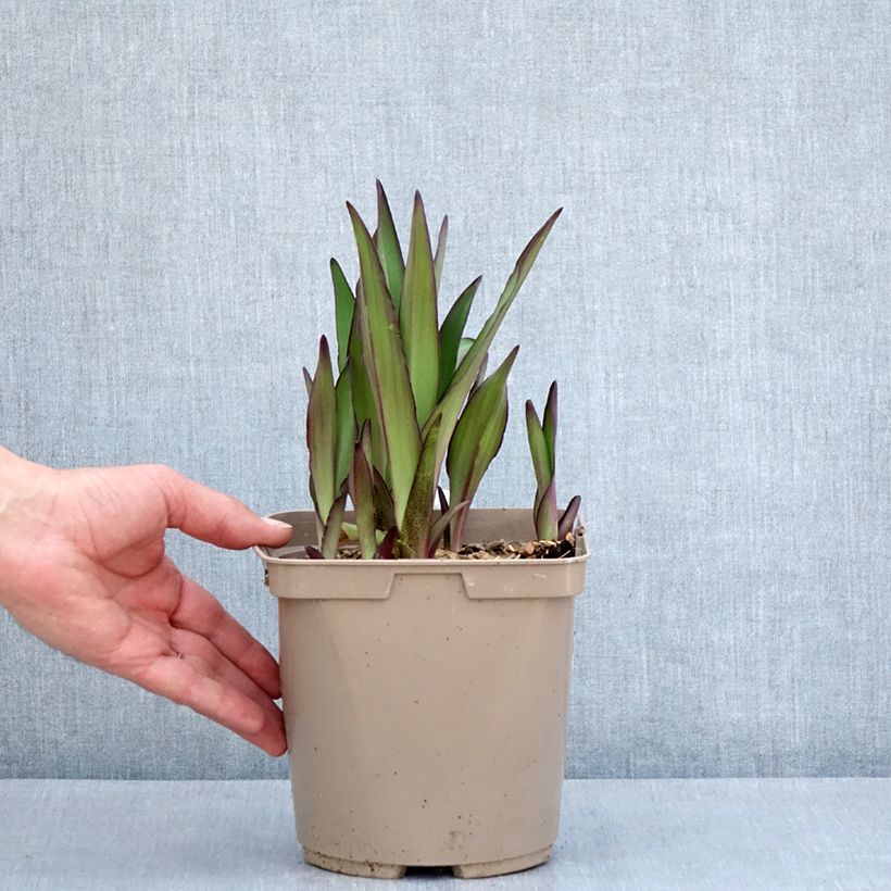 Exemplar von Eucomis comosa Can Can - Schopflilie Topf mit 3L/4L Kaliber/Größe 18/20 wie im Frühjahr geliefert
