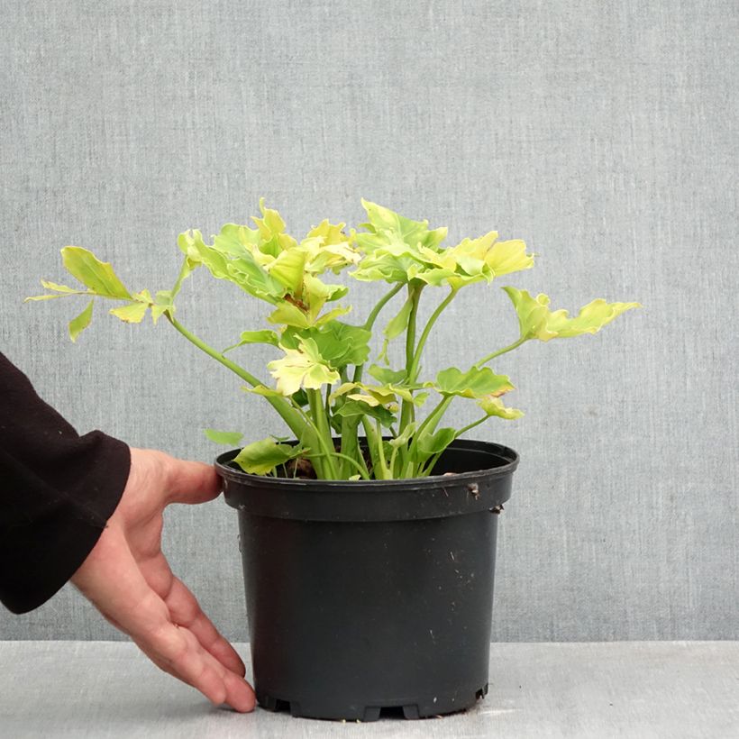 Exemplar von Eucomis comosa Can Can - Schopflilie Topf mit 3L/4L Kaliber/Größe 18/20 wie im Herbst geliefert