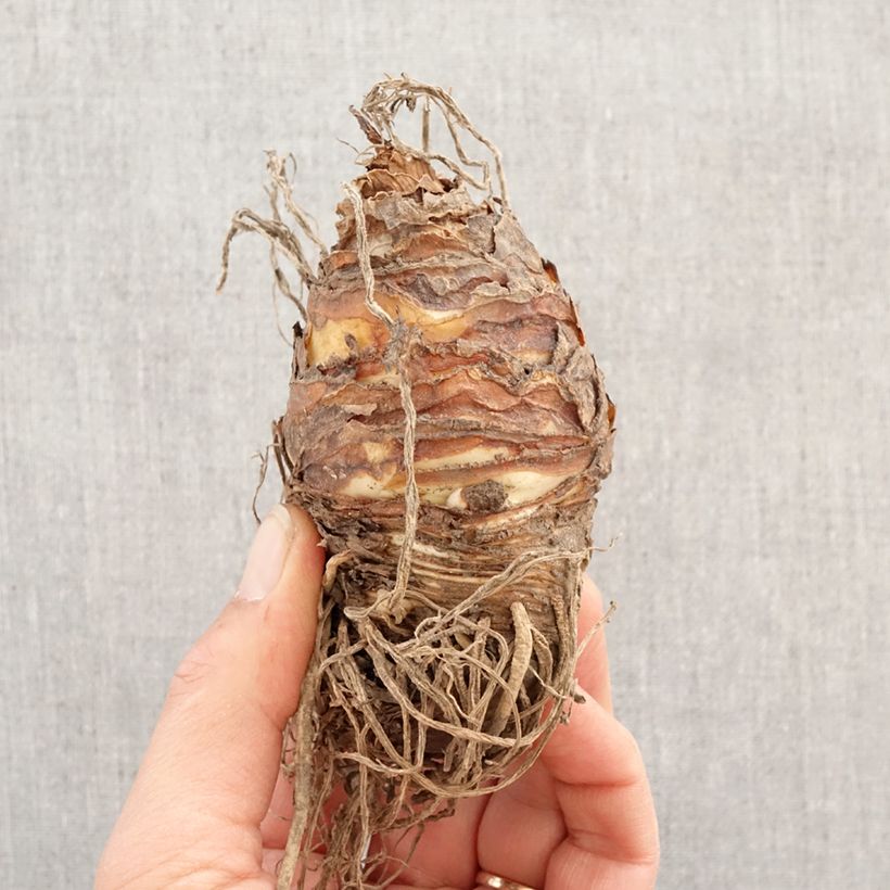 Exemplar von Eucomis comosa Indian Summer - Schopflilie Zwiebel Kaliber/Größe 18/20 wie im Frühjahr geliefert