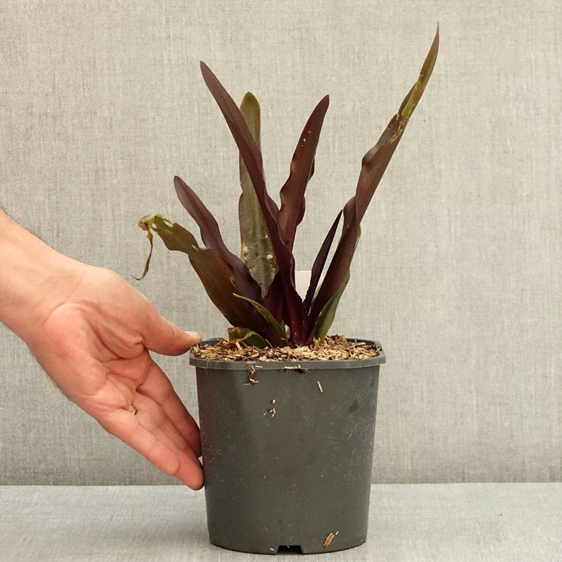 Exemplar von Eucomis Purple Reign - Schopflilie Topf mit 1L/1,5L Kaliber/Größe 14+ wie im Sommer geliefert
