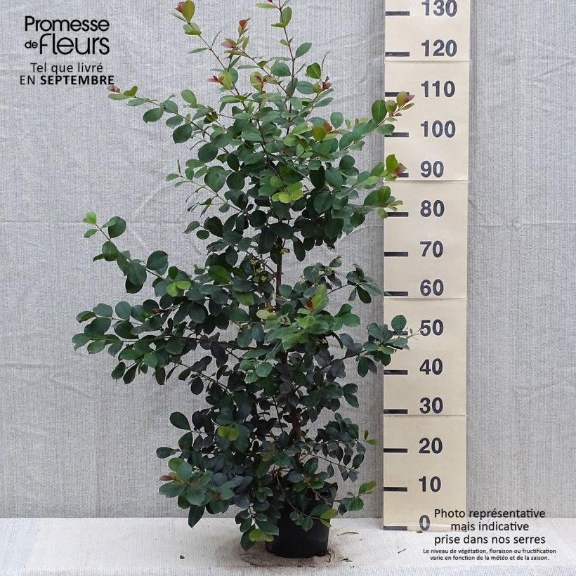 Exemplar von Eugenia uniflora Etna Fire - Eugenie Topf mit 3L/4L wie im Herbst geliefert