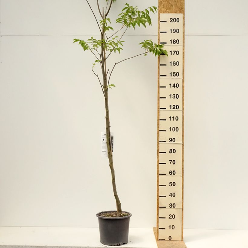 Exemplar von Tetradium daniellii - Bienenbaum Topf mit 12L/15L wie im Frühjahr geliefert