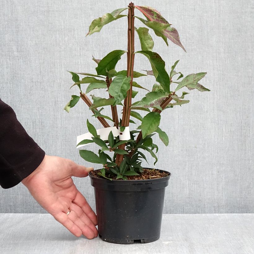 Exemplar von Euonymus alatus Blade Runner - Pfaffenhütchen Topf mit 2L/3L wie im Herbst geliefert