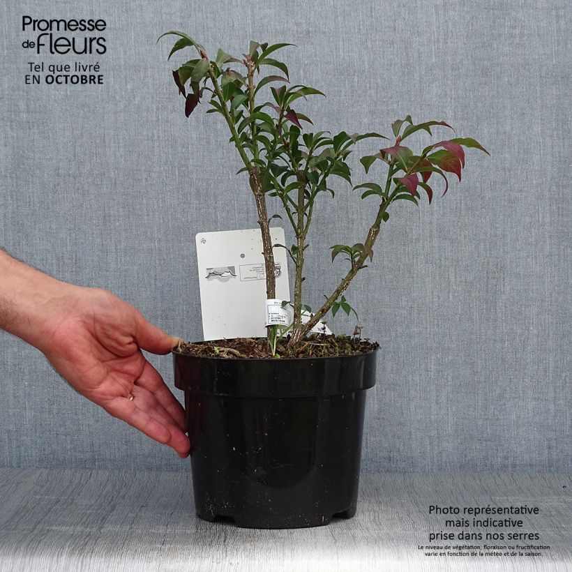 Exemplar von Euonymus alatus Compactus - Pfaffenhütchen Topf mit 2L/3L wie im Herbst geliefert