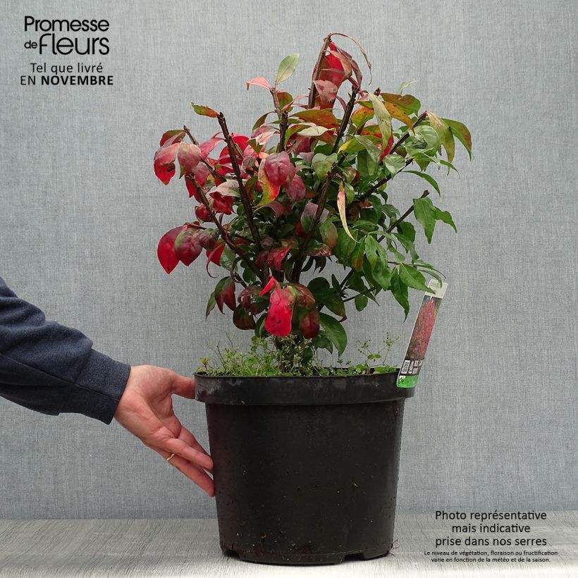 Exemplar von Euonymus alatus - Pfaffenhütchen Topf mit 7,5L/10L wie im Herbst geliefert