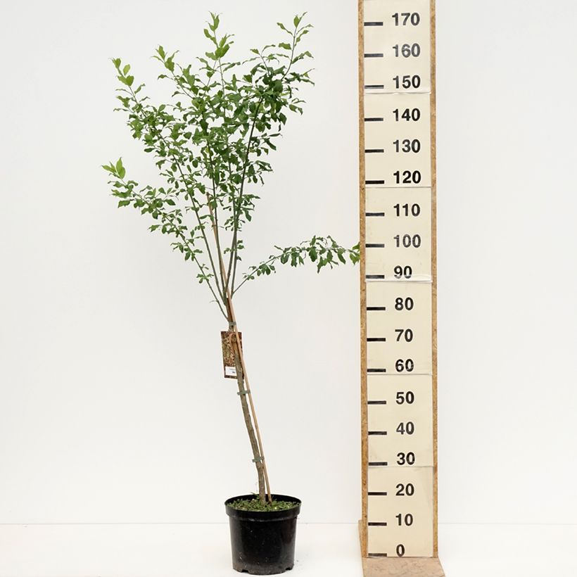 Exemplar von Pfaffenhütchen Albus - Euonymus europaeus Topf mit 7,5L/10L wie im Frühjahr geliefert