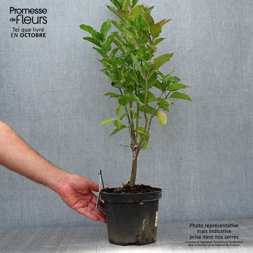 Exemplar von Pfaffenhütchen Red Cascade - Euonymus europaeus Topf mit 2L/3L wie im Herbst geliefert