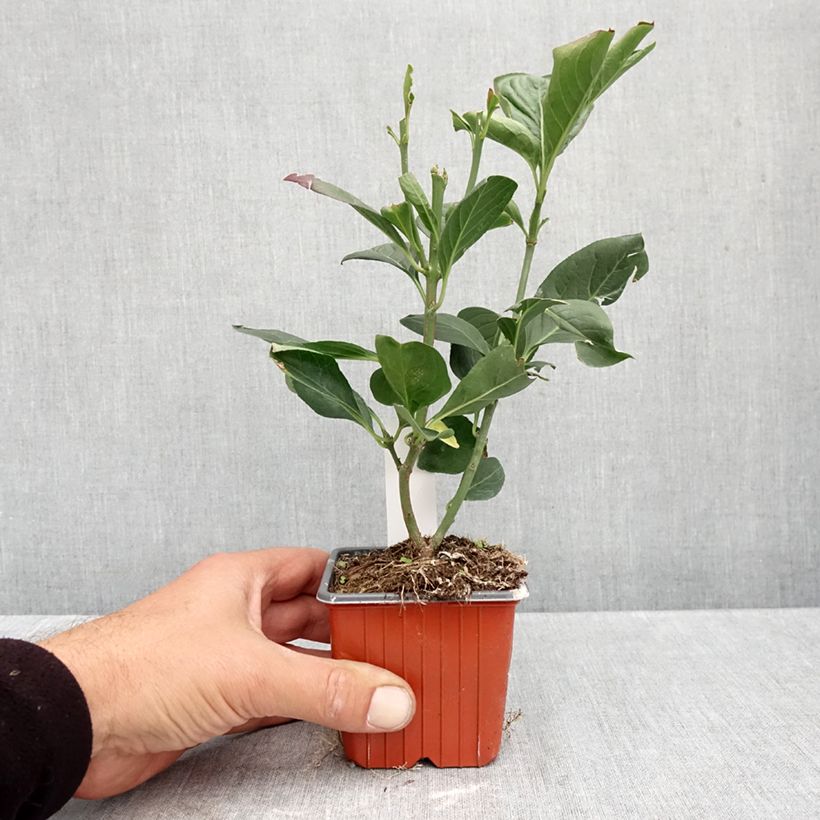 Exemplar von Pfaffenhütchen Red Cascade - Euonymus europaeus Kleine Töpfe von 8/9 cm wie im Herbst geliefert