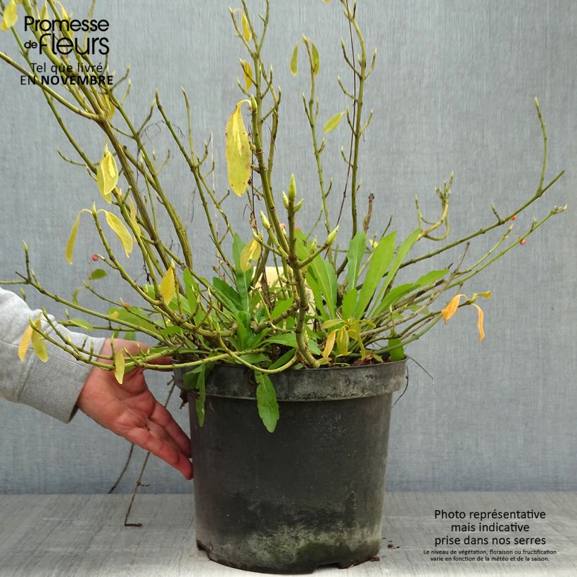 Exemplar von Spindelstrauch Blondy - Euonymus fortunei Topf mit 7,5L/10L wie im Herbst geliefert
