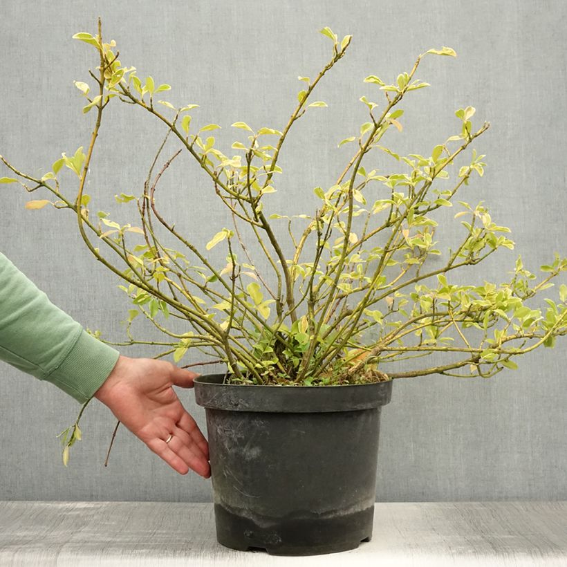 Exemplar von Spindelstrauch Blondy - Euonymus fortunei Topf mit 7,5L/10L wie im Sommer geliefert