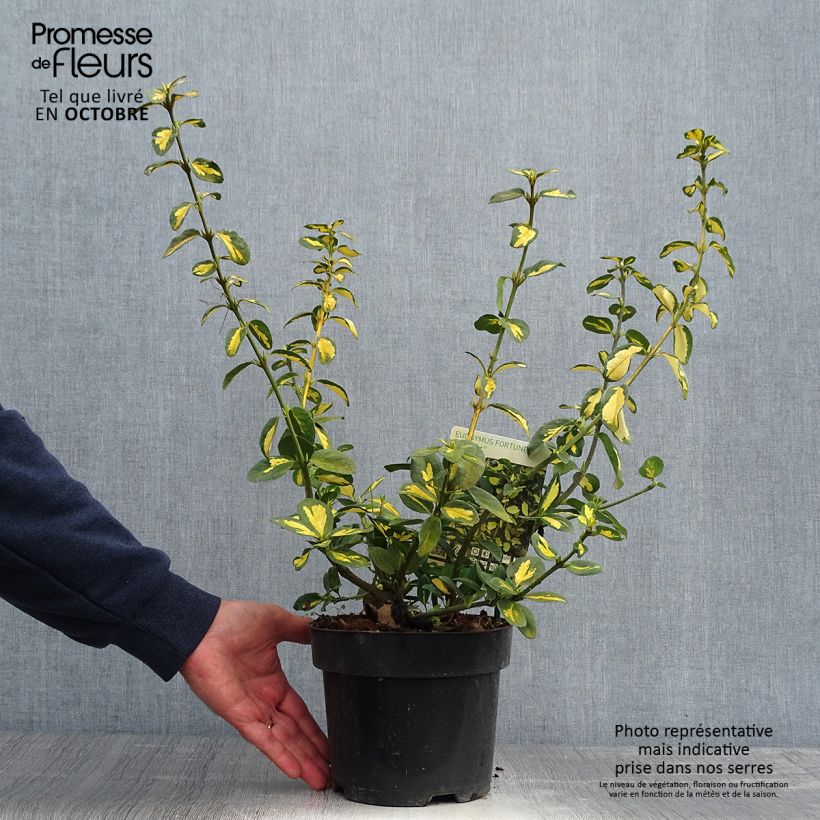 Exemplar von Spindelstrauch Blondy - Euonymus fortunei Topf mit 2L/3L wie im Herbst geliefert