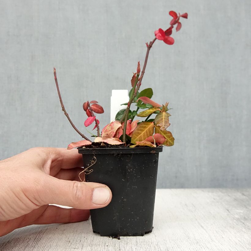 Exemplar von Spindelstrauch Coloratus - Euonymus fortunei Kleine Töpfe von 8/9 cm wie im Herbst geliefert