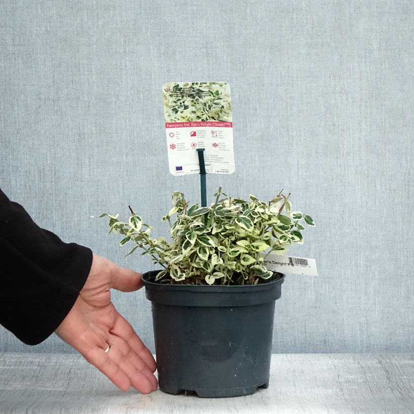 Exemplar von Spindelstrauch Dan's Delight - Euonymus fortunei Topf mit 2L/3L wie im Herbst geliefert