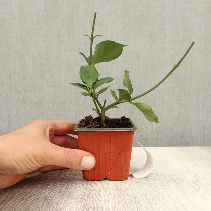 Exemplar von Spindelstrauch Dart's Blanket - Euonymus fortunei Kleine Töpfe von 8/9 cm wie im Herbst geliefert