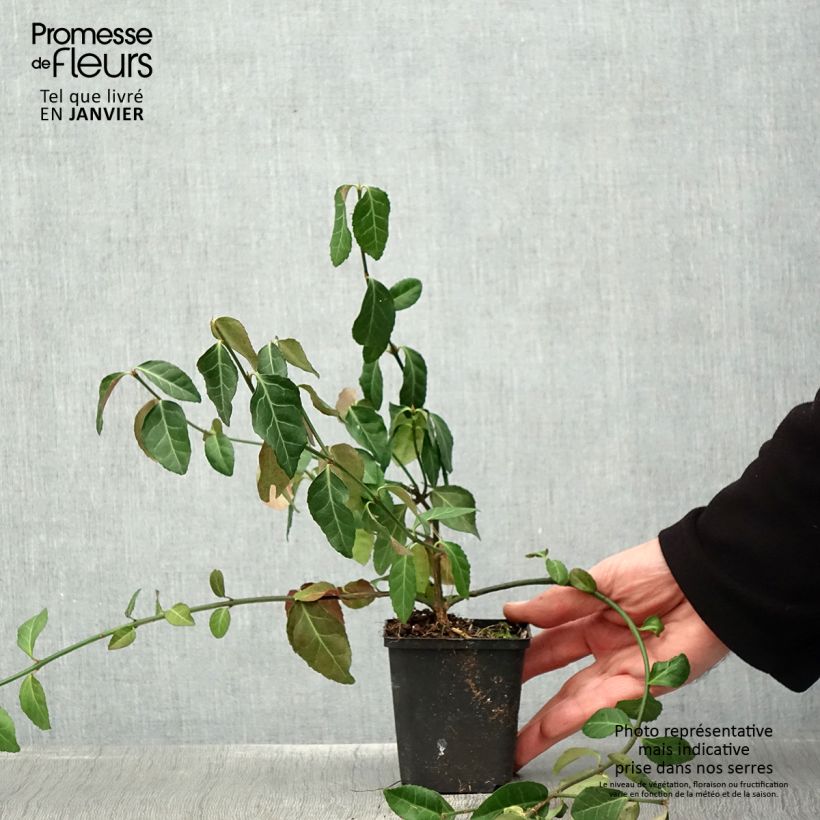 Exemplar von Spindelstrauch Dart's Blanket - Euonymus fortunei Kleine Töpfe von 8/9 cm wie im Winter geliefert