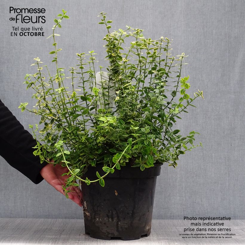 Exemplar von Spindelstrauch Emerald 'n gold - Euonymus fortunei Topf mit 4L/5L wie im Herbst geliefert