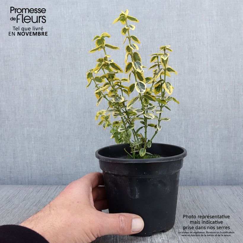 Exemplar von Spindelstrauch Emerald 'n gold - Euonymus fortunei Topf mit 1L/1,5L wie im Herbst geliefert