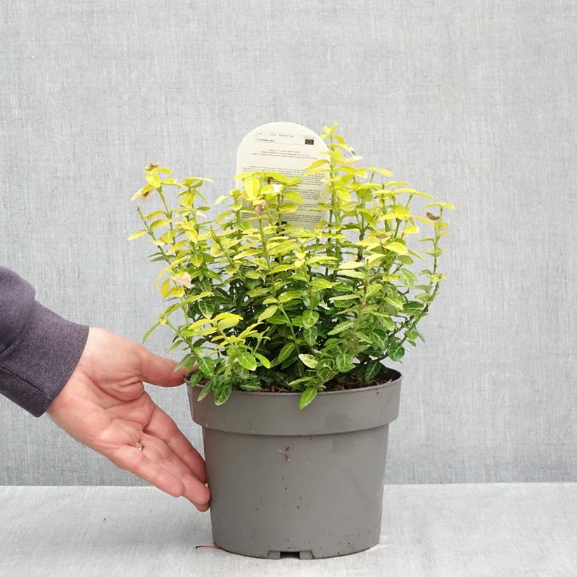 Exemplar von Spindelstrauch Goldy - Euonymus fortunei Topf mit 3L/4L wie im Herbst geliefert