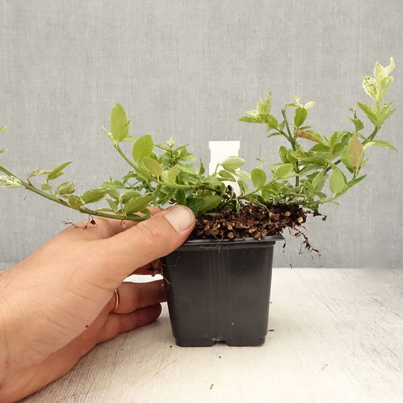 Exemplar von Spindelstrauch Harlequin - Euonymus fortunei Kleine Töpfe von 8/9 cm wie im Sommer geliefert