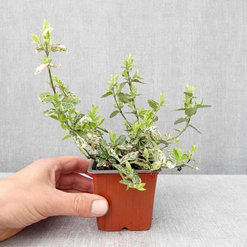 Exemplar von Spindelstrauch Harlequin - Euonymus fortunei Kleine Töpfe von 8/9 cm wie im Frühjahr geliefert