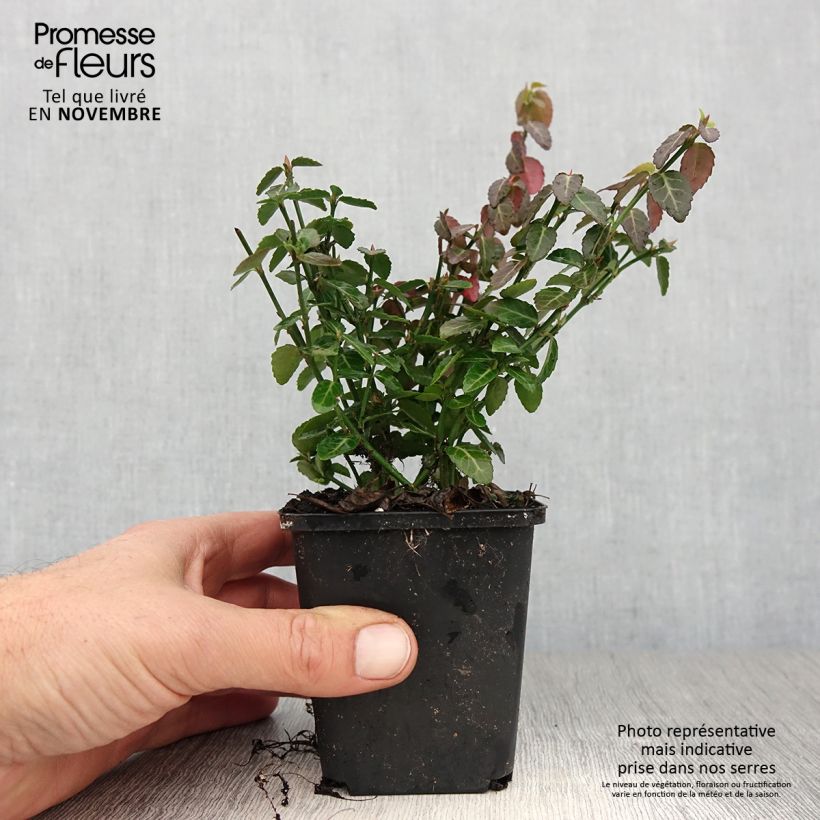 Exemplar von Spindelstrauch Radicans - Euonymus fortunei Kleine Töpfe von 8/9 cm wie im Herbst geliefert