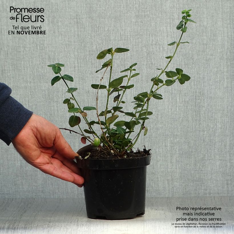 Exemplar von Spindelstrauch Radicans - Euonymus fortunei Topf mit 1L/1,5L wie im Herbst geliefert