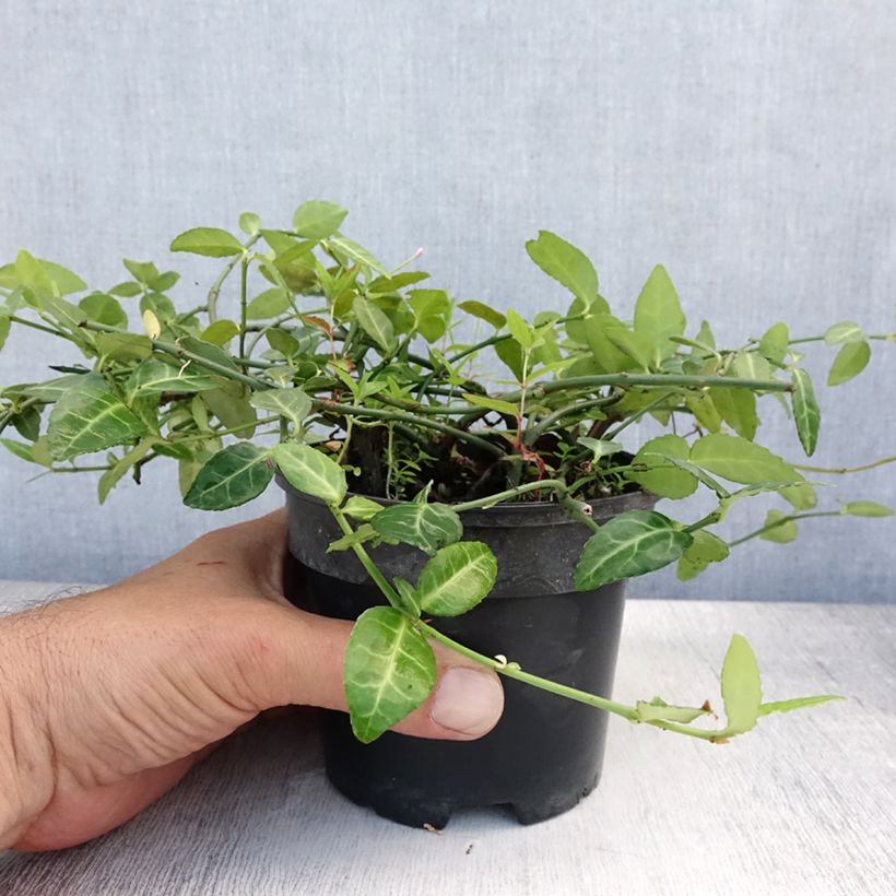 Exemplar von Spindelstrauch Radicans - Euonymus fortunei Topf mit 1L/1,5L wie im Sommer geliefert