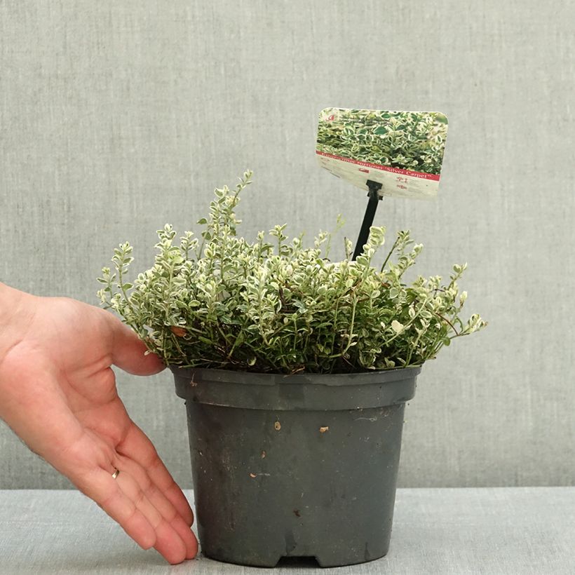 Exemplar von Spindelstrauch Silver Carpet - Euonymus fortunei Topf mit 2L/3L wie im Sommer geliefert