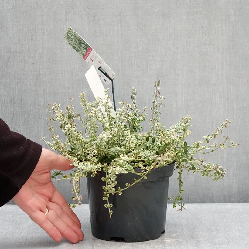 Exemplar von Spindelstrauch Silver Carpet - Euonymus fortunei Topf mit 2L/3L wie im Winter geliefert