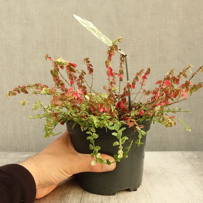 Exemplar von Spindelstrauch Silverstone - Euonymus fortunei Topf mit 2L/3L wie im Herbst geliefert