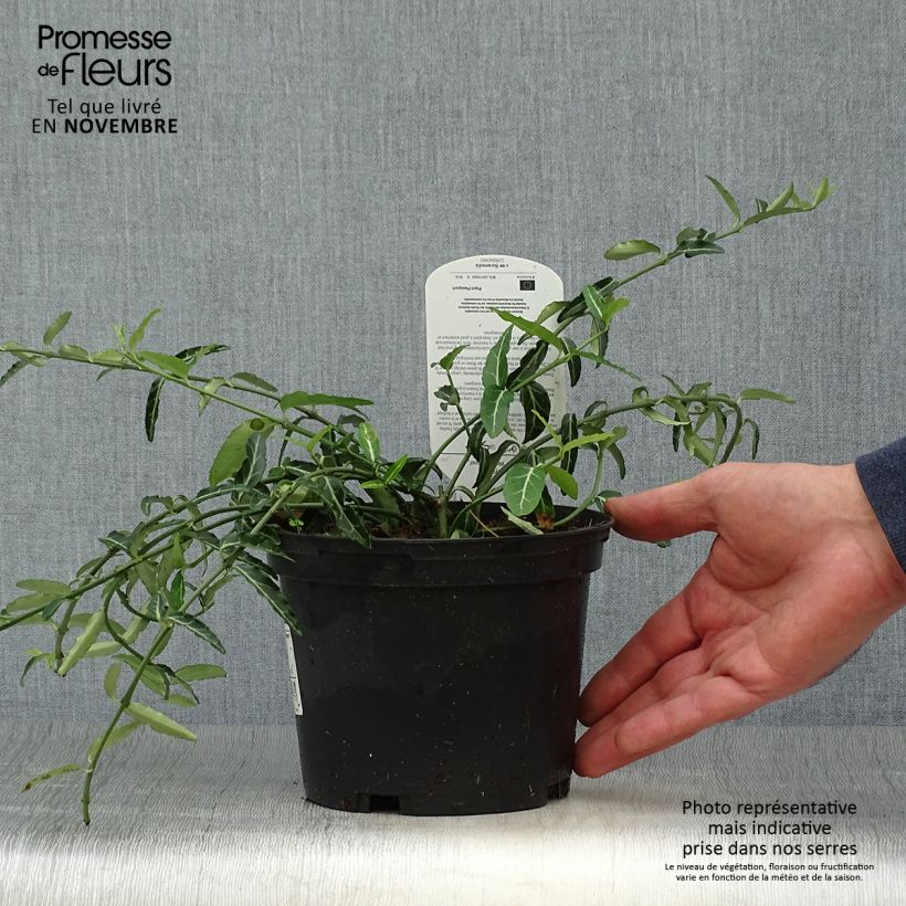 Exemplar von Spindelstrauch Wolong Ghost - Euonymus fortunei var. radicans Topf mit 2L/3L wie im Herbst geliefert