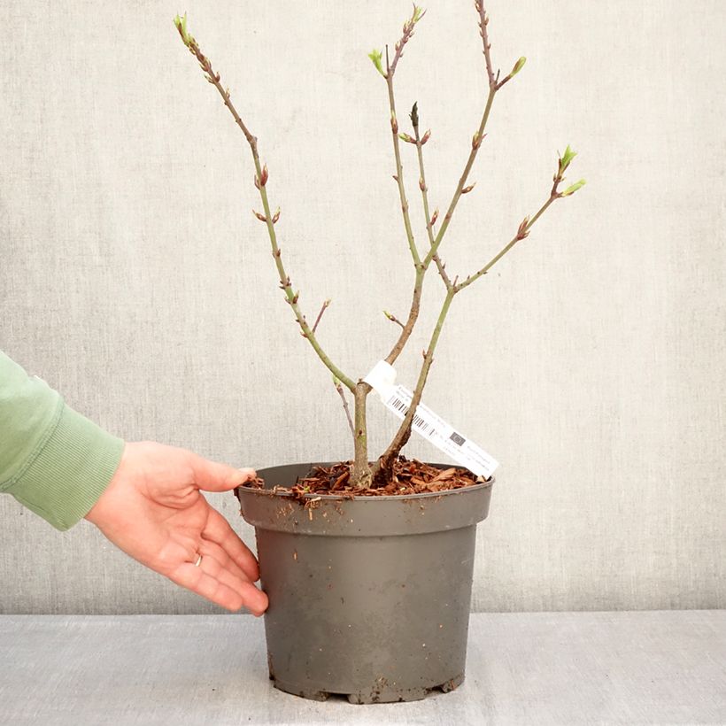 Exemplar von Japanischer Spindelstrauch Ruby Wine - Euonymus grandiflorus Topf mit 4L/5L wie im Winter geliefert