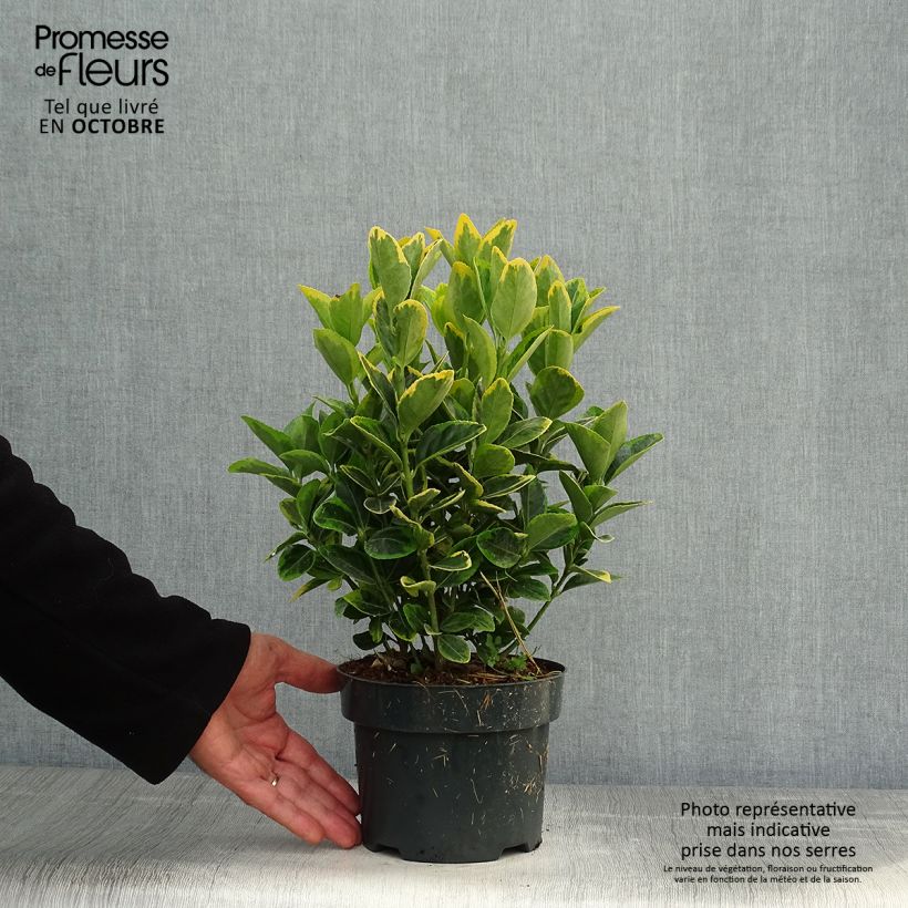 Exemplar von Japanischer Spindelstrauch Aureomarginatus - Euonymus japonicus Topf mit 2L/3L wie im Herbst geliefert