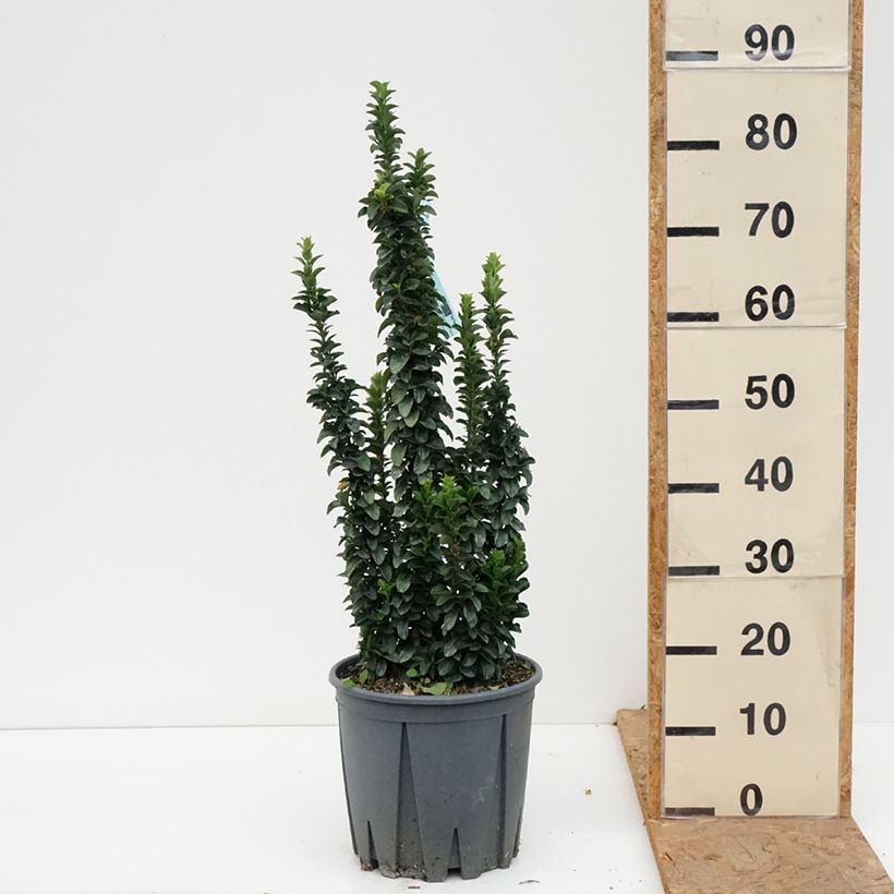 Exemplar von Japanischer Spindelstrauch Benkomasaki - Euonymus japonicus Topf mit 7,5L/10L wie im Herbst geliefert
