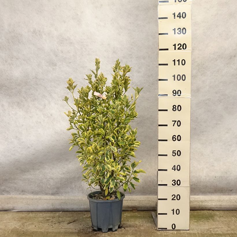 Exemplar von Japanischer Spindelstrauch Bravo - Euonymus japonicus Topf mit 7,5L/10L wie im Herbst geliefert