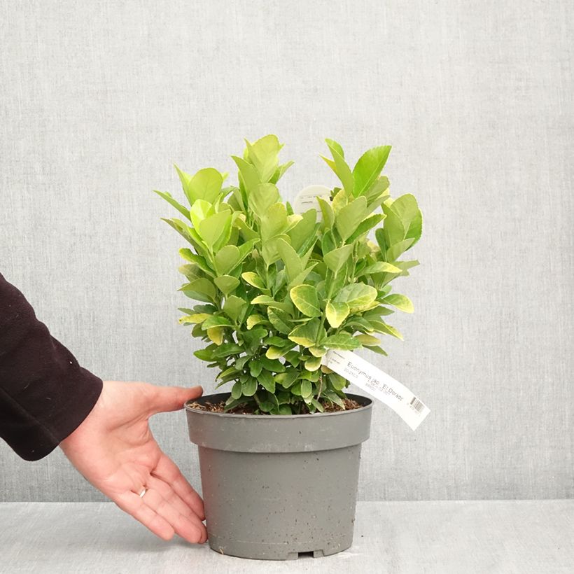 Exemplar von Japanischer Spindelstrauch El Dorado - Euonymus japonicus Topf mit 3L/4L wie im Herbst geliefert