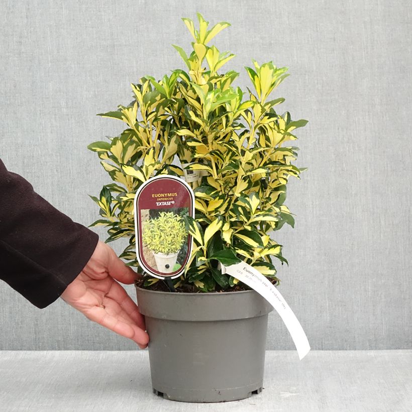 Exemplar von Japanischer Spindelstrauch Exstase - Euonymus japonicus Topf mit 3L/4L wie im Herbst geliefert