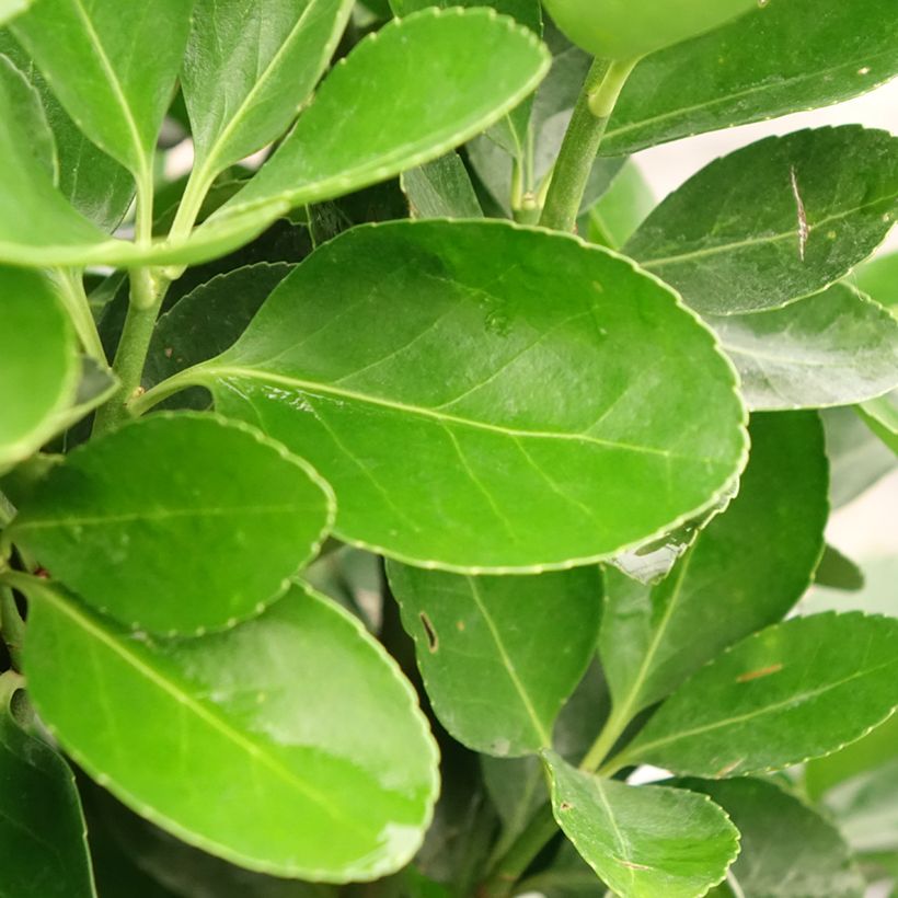 Japanischer Spindelstrauch - Euonymus japonicus (Laub)