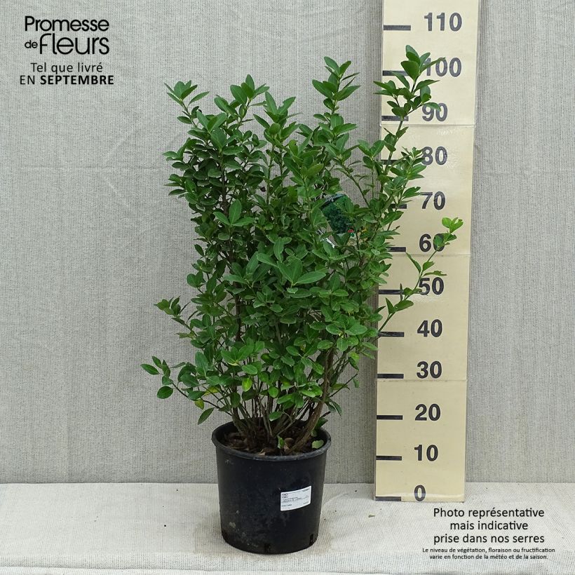 Exemplar von Japanischer Spindelstrauch - Euonymus japonicus Topf mit 7,5L/10L wie im Herbst geliefert