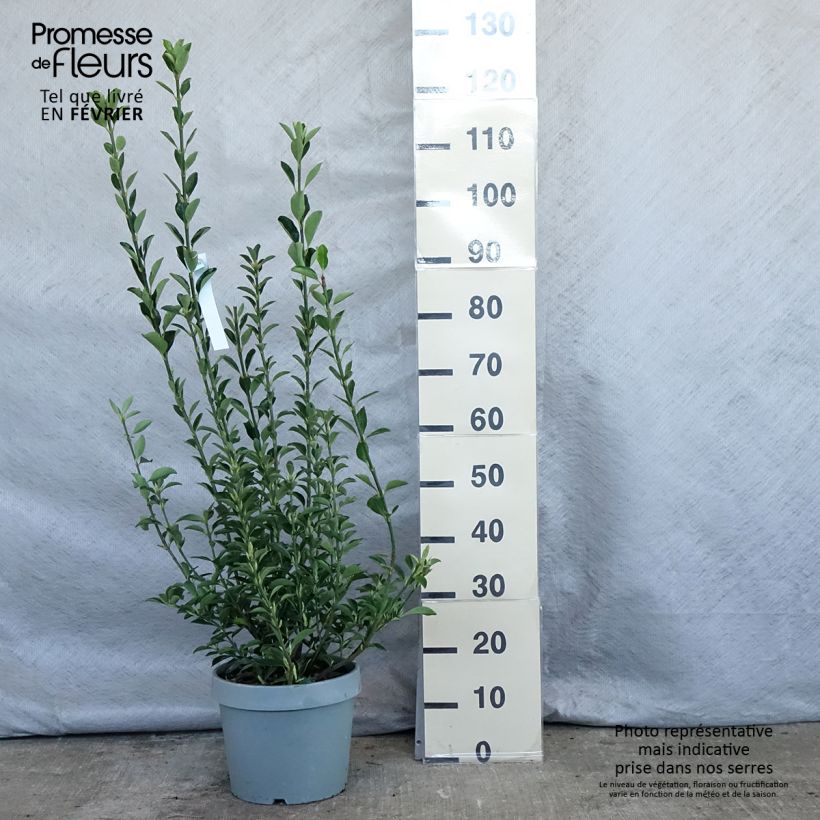 Exemplar von Japanischer Spindelstrauch - Euonymus japonicus Topf mit 7,5L/10L wie im Winter geliefert