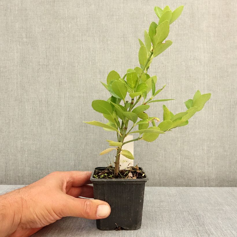 Exemplar von Japanischer Spindelstrauch - Euonymus japonicus Kleine Töpfe von 8/9 cm wie im Sommer geliefert