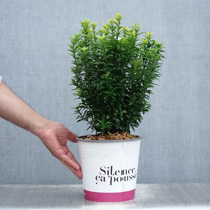 Exemplar von Japanischer Spindelstrauch Happiness - Euonymus japonicus Topf mit 4L/5L wie im Sommer geliefert
