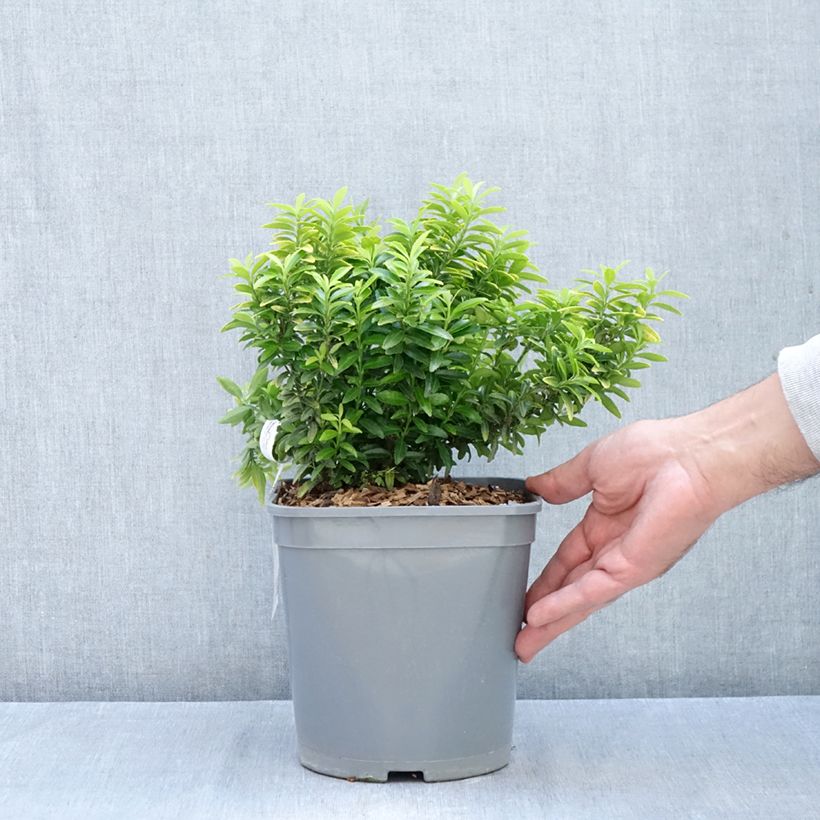 Exemplar von Japanischer Spindelstrauch Happiness - Euonymus japonicus Topf mit 4L/5L wie im Herbst geliefert