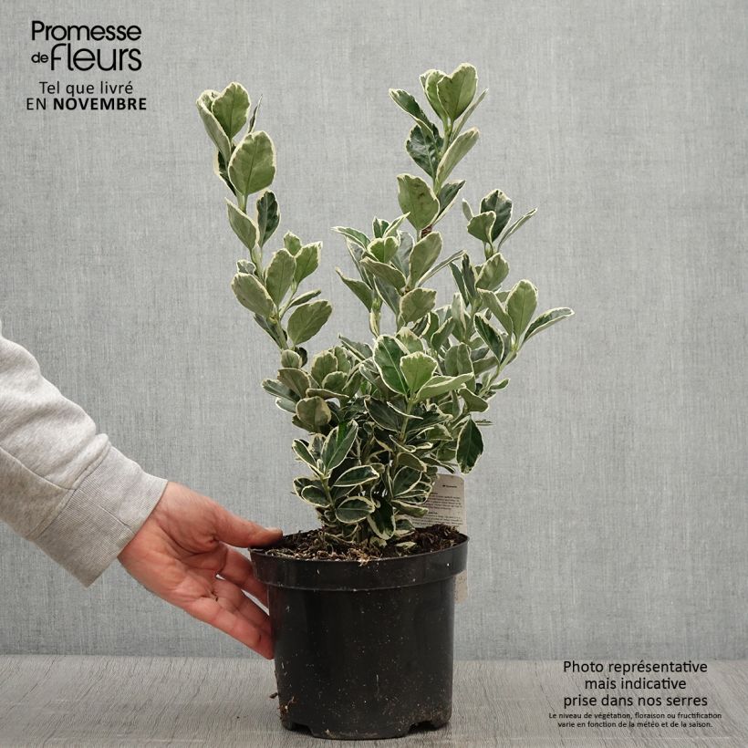Exemplar von Japanischer Spindelstrauch Kathy - Euonymus japonicus Topf mit 2L/3L wie im Herbst geliefert