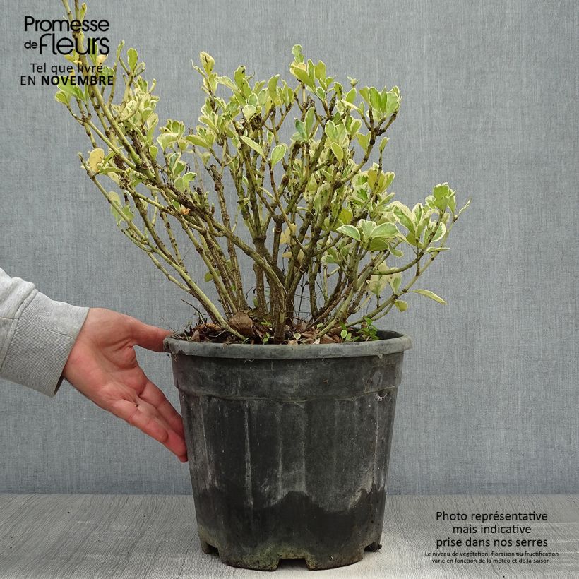 Exemplar von Japanischer Spindelstrauch Kathy - Euonymus japonicus Topf mit 7,5L/10L wie im Herbst geliefert