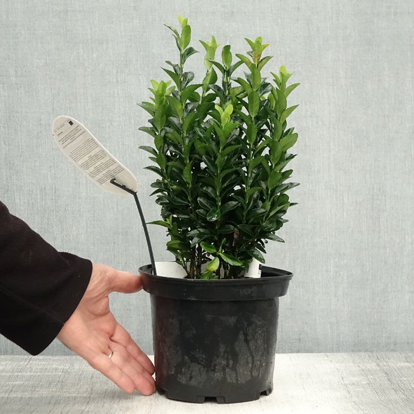 Exemplar von Japanischer Spindelstrauch Paloma Blanca - Euonymus japonicus Topf mit 3L/4L wie im Herbst geliefert