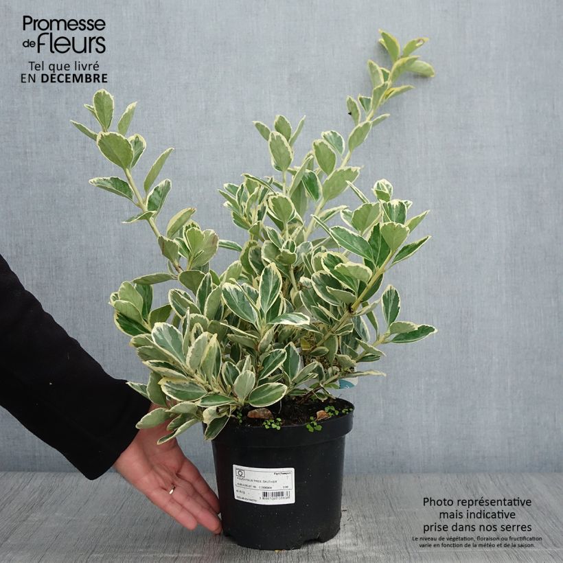 Exemplar von Japanischer Spindelstrauch Président Gauthier - Euonymus japonicus Topf mit 2L/3L wie im Herbst geliefert