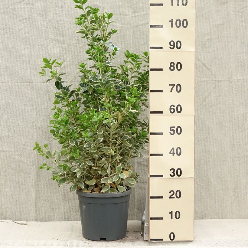 Exemplar von Japanischer Spindelstrauch Président Gauthier - Euonymus japonicus Topf mit 7,5L/10L wie im Frühjahr geliefert